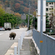 A wild boar ambling down the streets of Kobe.